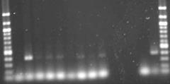 PCR analysis image
